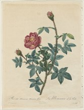 Moss Rose, 1817-1824. Henry Joseph Redouté (French, 1766-1853). Stipple and line engraving, with