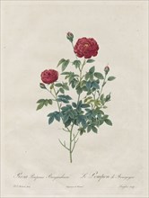 Pompon Rose, 1817-1824. Henry Joseph Redouté (French, 1766-1853). Stipple and line engraving, with