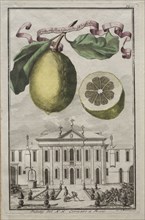 Nurnbergische Hesperides:  No. 125 - Limon Ponzino da Neapoli.  Palazzo del N. H. Cornaro à Fiesso,