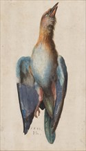 Dead Blue Roller, 1583. Hans Hoffmann (German, 1545/50-1591/92). Watercolor and gouache with