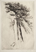 The Latest Tree, 1882. Francis Seymour Haden (British, 1818-1910). Etching and drypoint