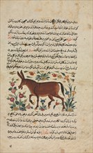 Khar (Ass), from a Nuzhat-nama-yi ala'i (Excellent Book of Counsel) of Shahmardan ibn Abi