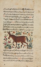 Text Page, Persian Prose (Recto); Khar (Ass) (Verso), 1400s. Iran, Timurid Period, 15th century.