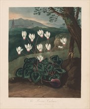 The Temple of Flora, or Garden of Nature:  The Persian Cyclamen, 1799-1807. Robert John Thornton