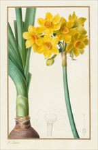 Polyanthus or Cluster Narcissus (Botanical: Narcissus tazetta), 1836. Pancrace Bessa (French,