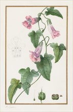 (Botanical: Maurándia semperflorens), 1836. Pancrace Bessa (French, 1772-1846). Pencil and