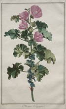 Recueil de vingtquatre plantes et fleurs:  Mallow, after 1772. De Seve (French). Engraving,