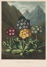 The Temple of Flora, or Garden of Nature:  A Group of Auriculas, 1803. Robert John Thornton