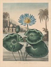 The Temple of Flora, or Garden of Nature:  Blue Egyptian Waterlily, 1804. Robert John Thornton