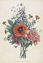 Collection of Flowers and Fruits Painted after Nature:  Bouquet of Foxglove, Clematis, Pansy,