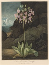 The Temple of Flora, or Garden of Nature:  The American Cowslip, 1801. Robert John Thornton