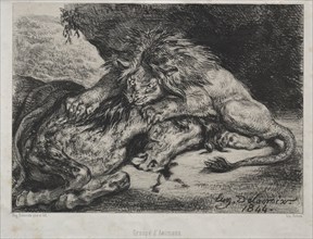 Lion Devouring a Horse, 1844. Eugène Delacroix (French, 1798-1863), Bertauts. Lithograph; sheet: 22
