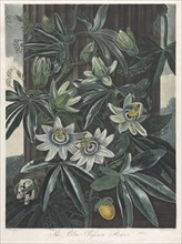 The Temple of Flora, or Garden of Nature:  The Blue Passion Flower, 1800. Robert John Thornton