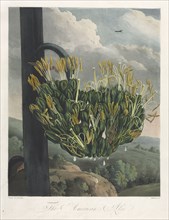 The Temple of Flora, or Garden of Nature:  The American Aloe, 1807. Robert John Thornton (British,