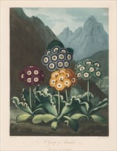 The Temple of Flora, or Garden of Nature:  A Group of Auriculas, 1803. Robert John Thornton