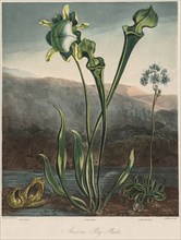 The Temple of the Flora: American Bog Plants. Thomas Sutherland (British, 1785-aft 1825), Robert