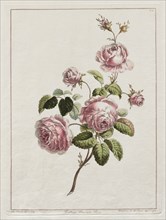 A Collection of Flowers Drawn after Nature - Cabbage Province Rose, 1801. John Edwards (British).