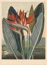The Temple of Flora; or Garden of Nature: The Queen Flower, 1812. Philip Reinagle (British,