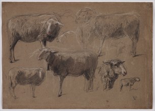 Studies of Sheep, second half 1800s. Anton Mauve (Dutch, 1838-1888). Black and white chalk, with