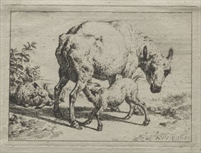 The Ewe and Two Lambs, 1670. Adriaen van de Velde (Dutch, 1636-1672). Etching