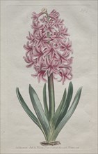 The Botanical Magazine or Flower Garden Displayed:  Garden Hyacinth, 1806. Thomas Curtis (British,