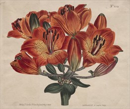 The Botanical Magazine or Flower Garden Displayed:  Umbel-Flowering Bulb-Bearing Orange-Lily, 1807.