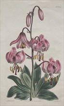 The Botanical Magazine or Flower Garden Displayed:  Smooth-stalked Martagon, Turk's Cap Lily, 1814.
