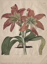 The Botanical Magazine or Flower Garden Displayed:  The Mountain Lake Lily, 1827. S. Curtis