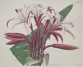 The Botanical Magazine or Flower Garden Displayed:  Stately Crinum, 1823. S. Curtis (British).
