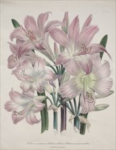 Belladonna Lily:  Amaryllis belladonna. Jane Loudon (British, 1807-1858). Lithograph