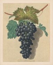 Pomona Britannica:  No. 52 - Black Prince Grape, 1809. George Brookshaw (British). Aquatint