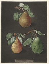 Pomona Britannica:  No. 82 - Pears, 1807. George Brookshaw (British). Aquatint