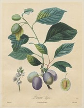 Traité des arbres fruitiers:  Prune bifère, 1808-1835. Henri Louis Duhamel du Monceau (French,