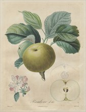 Traité des arbres fruitiers:  Rambour d'été, 1808-1835. Henri Louis Duhamel du Monceau (French,