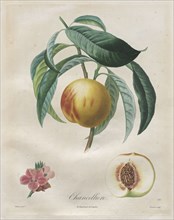 Traité des arbres fruitiers:  Chancellière, 1808-1835. Henri Louis Duhamel du Monceau (French,