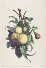 Collection des fleurs et des fruits:  Branches de rousselet, pêche, prune et raisin, 1805. Jean