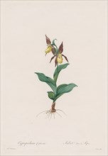 Les Liliacées:  Cypripedium calceolus, 1802-1816. Henry Joseph Redouté (French, 1766-1853). Stipple