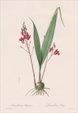 Les Liliacées:  Limodorum purpureum, 1802-1816. Henry Joseph Redouté (French, 1766-1853). Stipple