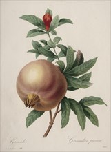 Choix des plus belles fleurs...plus beaux fruits:  Grenade, 1827. Henry Joseph Redouté (French,
