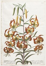 Plantae Selectae:  No. 11 - Lily. Georg Dionysius Ehret (German, 1708-1770), Christopher Jacob Trew