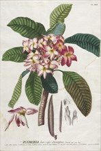Plantae Selectae:  No. 41. Georg Dionysius Ehret (German, 1708-1770), Christopher Jacob Trew
