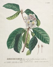 Plantae Selectae:  No. 66 - Rhododendron. Georg Dionysius Ehret (German, 1708-1770), Christopher