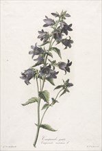 Fleurs dessinées d'après nature:  Campanule gantelée, c. 1800. Gerard van Spaendonck (Dutch,
