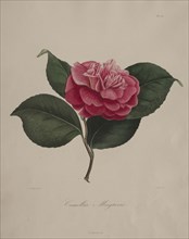 Iconographie du genre camellia:  No. 171, 1839-1843. Abbé Laurent Berlèse (French). Stipple and