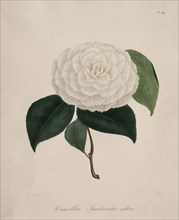 Iconographie du genre camellia:  No. 194, 1839-1843. Abbé Laurent Berlèse (French). Stipple and