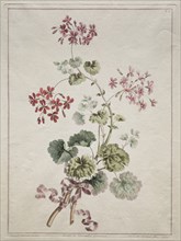 A Collection of Flowers Drawn from Nature:  No. 6 - Scarlet and Variegated Geranium, 1801. John