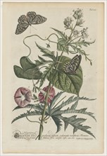 Plantae et papiliones rariores:  No. 7, 1748. Georg Dionysius Ehret (German, 1708-1770). Engraving,