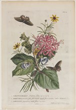 Plantae et papiliones rariores:  No. 9, 1749. Georg Dionysius Ehret (German, 1708-1770). Engraving,