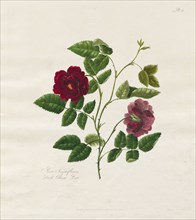 A Collection of Roses from Nature:  Dark China Rose, 1799. Mary Lawrence (British). Etching, hand