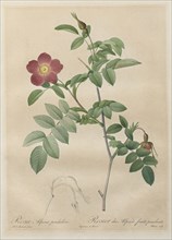 Les Roses:  Rosa alpina pendulina, 1817-1824. Henry Joseph Redouté (French, 1766-1853). Stipple and